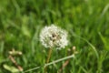 Morning landscape,ÃÂ White dandelion with green background, nature green backgound